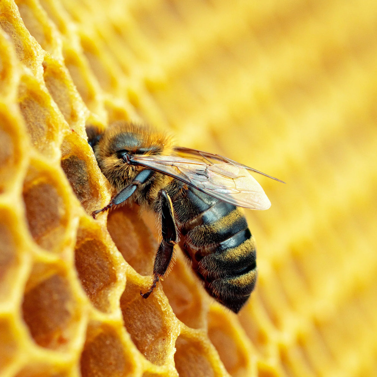 Sustainable Beekeeping